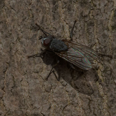 Root-maggot Fly