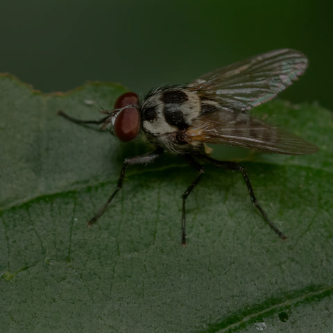 Root-maggot Fly