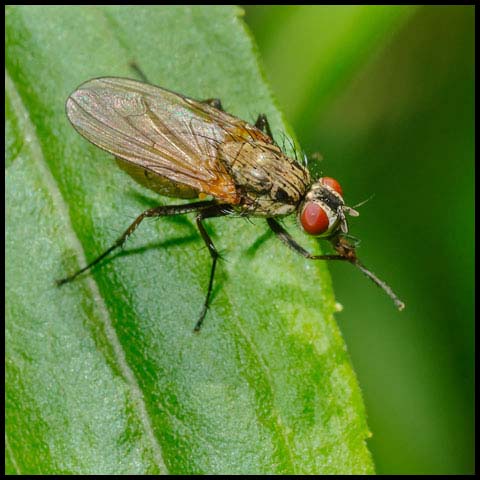 Root-maggot Fly