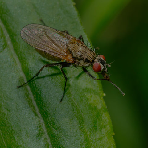 Root-maggot Fly