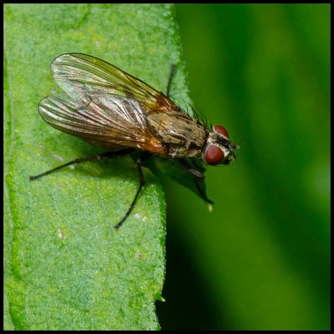 Root-maggot Fly