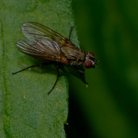 Root-maggot Fly