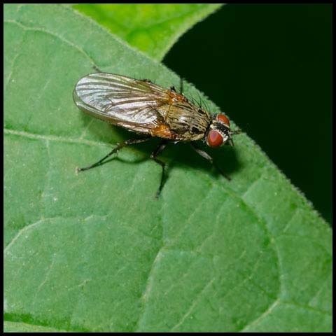 Root-maggot Fly