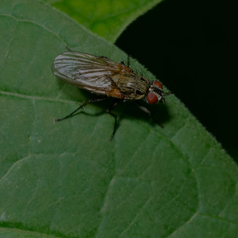 Root-maggot Fly