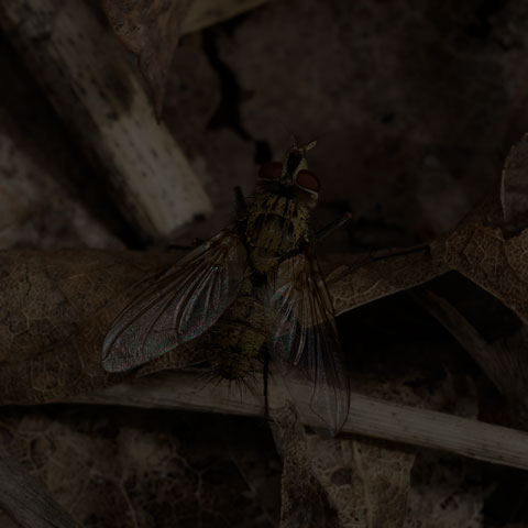 Scarab Bristle Fly