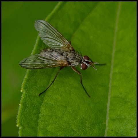 Scarab Bristle Fly