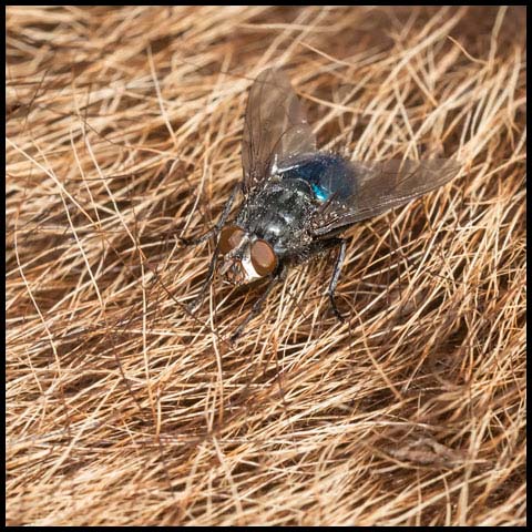 Shiny Bluebottle Fly
