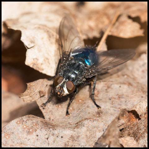 Shiny Bluebottle Fly
