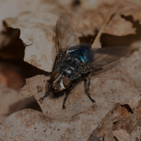 Shiny Bluebottle Fly