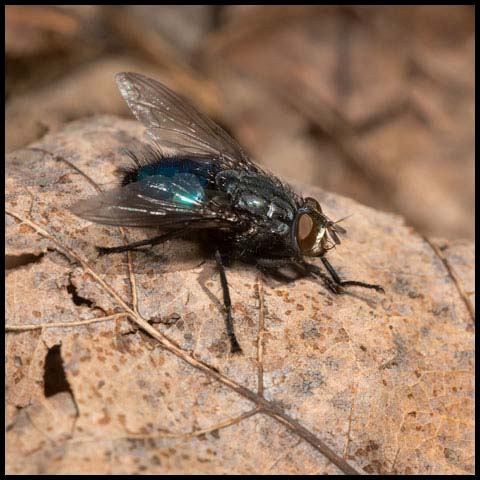 Shiny Bluebottle Fly