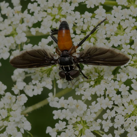 Swift Feather-legged Fly