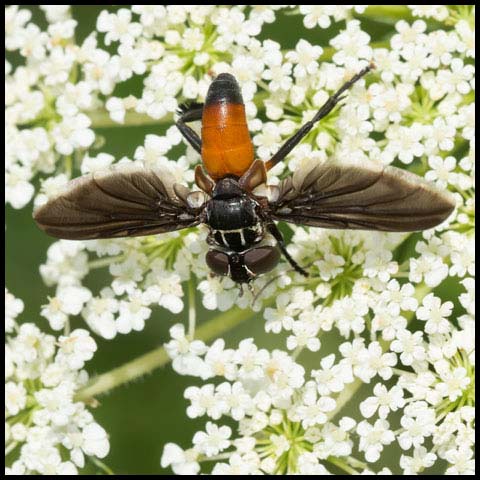 Swift Feather-legged Fly