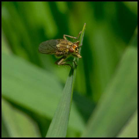 Yellow Dung Fly