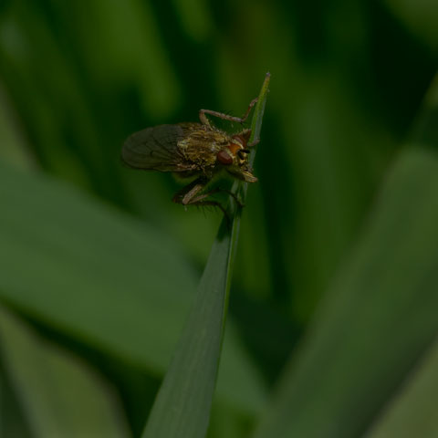 Yellow Dung Fly