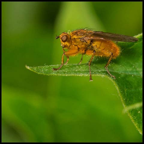 Yellow Dung Fly