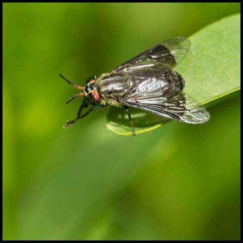 Black Deer Fly