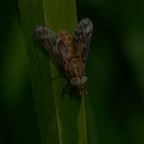 Brownish Deer Fly