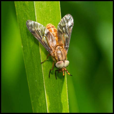 Brownish Deer Fly