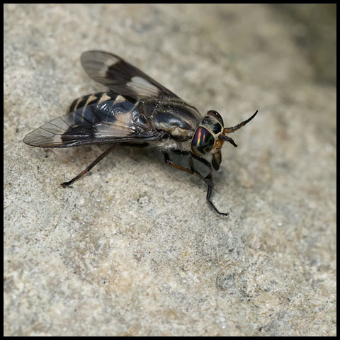 Furious Deer Fly