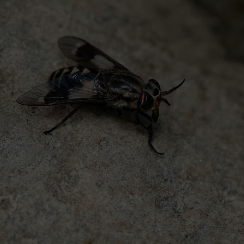 Furious Deer Fly