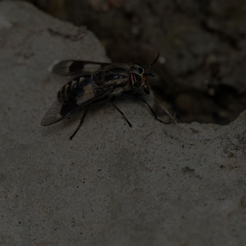 Furious Deer Fly