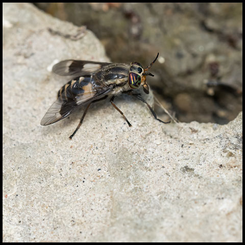 Furious Deer Fly