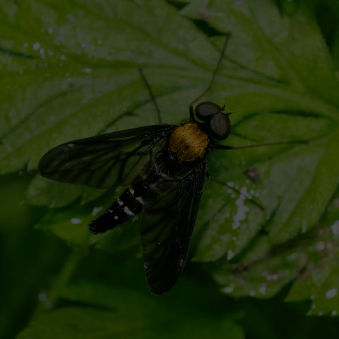 Golden-backed Snipe Fly