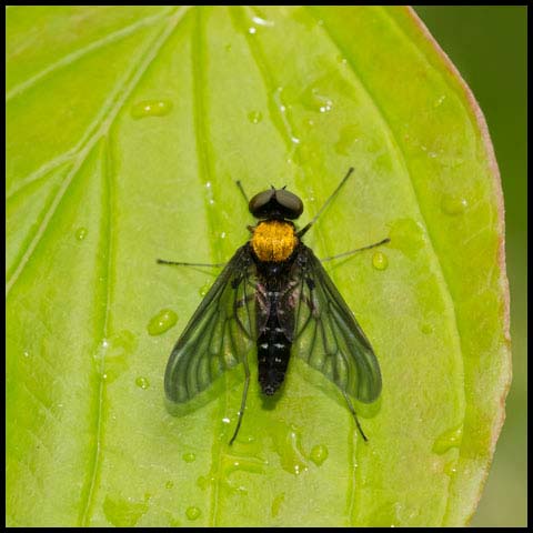 Golden-backed Snipe Fly