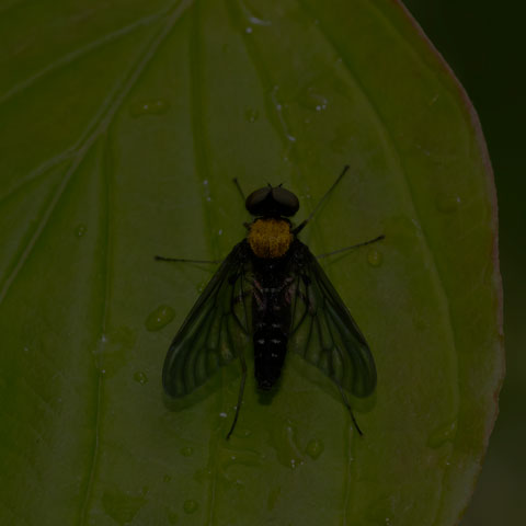Golden-backed Snipe Fly