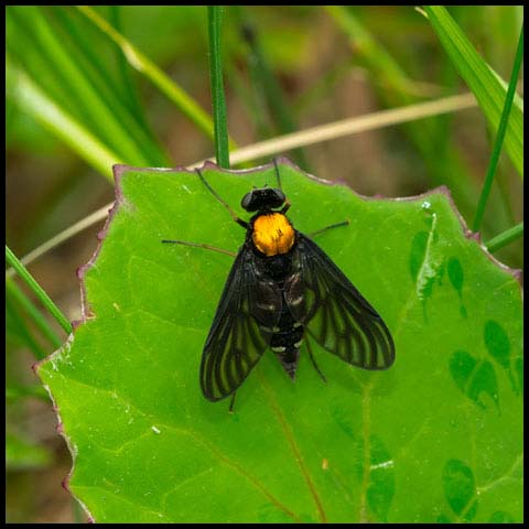 Golden-backed Snipe Fly
