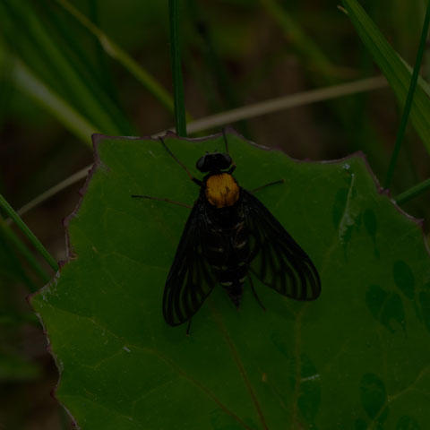 Golden-backed Snipe Fly