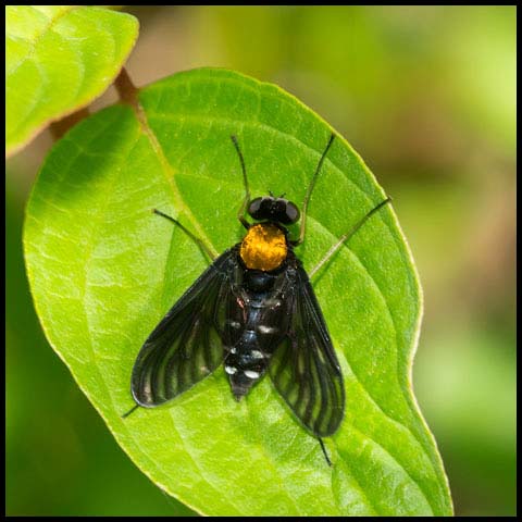 Golden-backed Snipe Fly