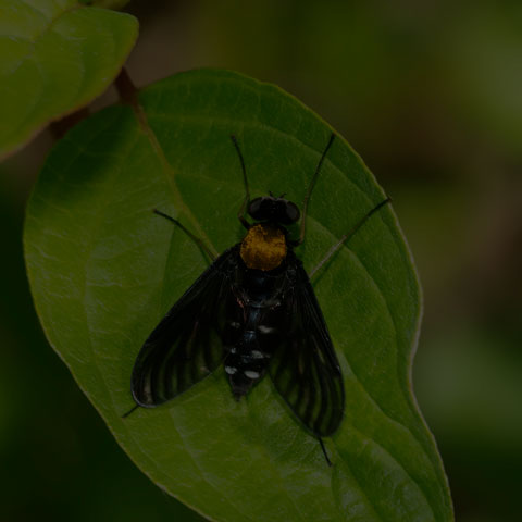 Golden-backed Snipe Fly