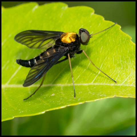 Golden-backed Snipe Fly