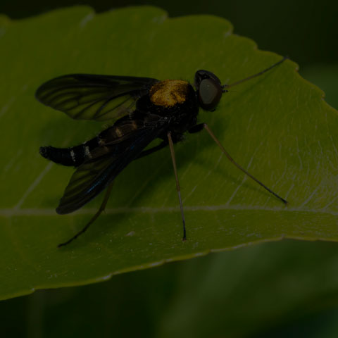 Golden-backed Snipe Fly