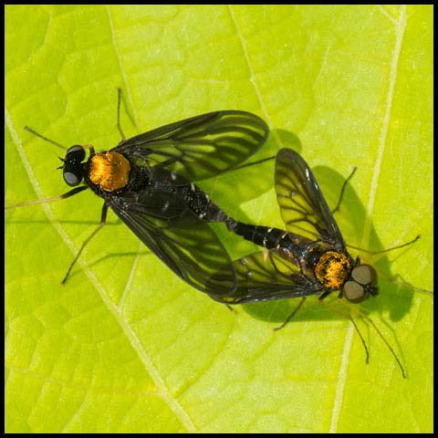 Golden-backed Snipe Fly
