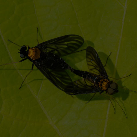 Golden-backed Snipe Fly