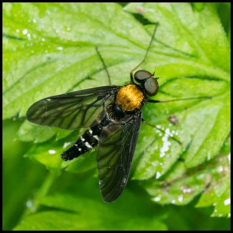 Golden-backed Snipe Fly