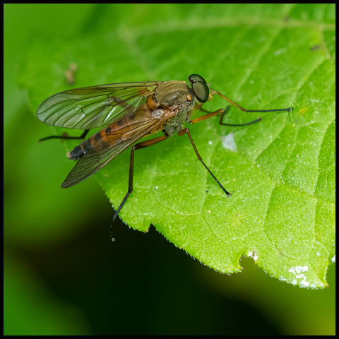 Marsh Snipe Fly