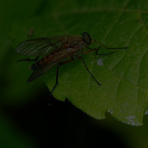 Marsh Snipe Fly