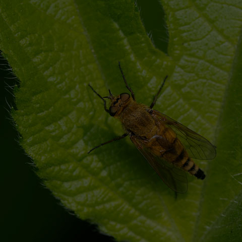 Marsh Snipe Fly