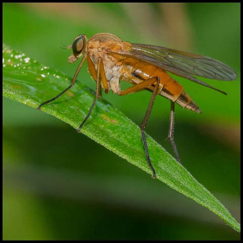 Marsh Snipe Fly