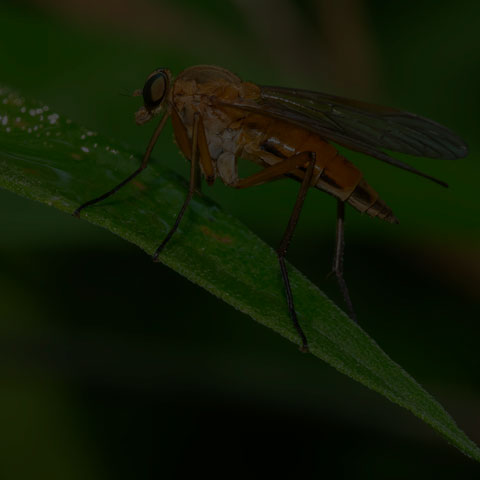 Marsh Snipe Fly