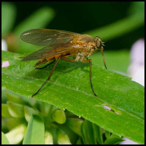 Marsh Snipe Fly