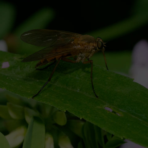 Marsh Snipe Fly