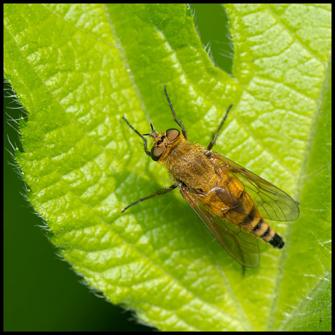 Marsh Snipe Fly