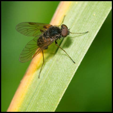 Predatory Snipe Fly