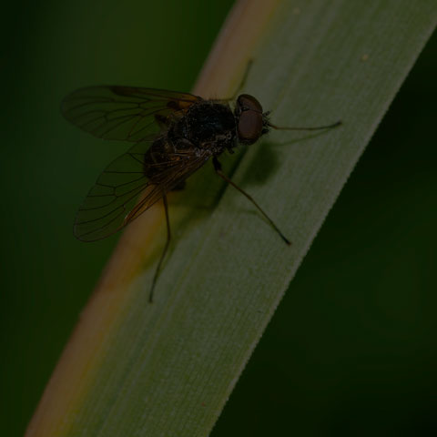 Predatory Snipe Fly