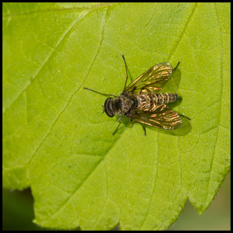 Predatory Snipe Fly