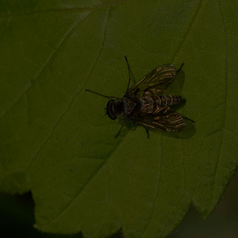 Predatory Snipe Fly